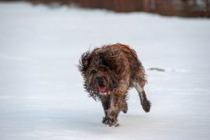 Tierfotografie - Hunde fotografieren in Bewegung